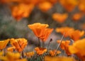 Bright orange Poppy flowers close up shot Royalty Free Stock Photo