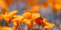 Bright orange Poppy flowers close up shot Royalty Free Stock Photo