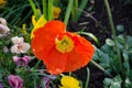 Bright Orange poppy style flower growing Royalty Free Stock Photo