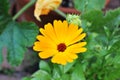 Bright orange pretty calendula flower