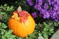 A bright orange pumpkin with brilliant purple flowers and brightly colored leaves in red and yellow Royalty Free Stock Photo