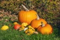 Bright orange pumpkins on green grass, Halloween celebration theme Royalty Free Stock Photo