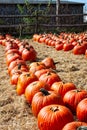 Bright orange pumpkins in a row Royalty Free Stock Photo