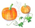 Bright orange pumpkins