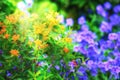 Bright orange and purple flowers growing in a summer garden. Pretty colorful marsh spurge or butterfly weed in the Royalty Free Stock Photo