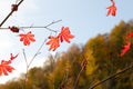 Bright orange, red autumn leaf on a branch against a background of blue sky and mountains. Relax, wither, fall concept Royalty Free Stock Photo