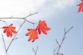 Bright orange, red autumn leaf on a branch against a blue sky. Relax, wither, fall concept. Copy space. Royalty Free Stock Photo