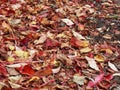 Bright orange and red Autumn leaves on the ground