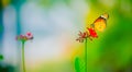 A bright orange-red butterfly attracts the nectar from flowers Royalty Free Stock Photo