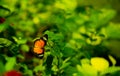 A bright orange-red butterfly attracts the nectar from flowers Royalty Free Stock Photo