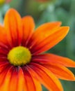 Bright orange-red flower close up Royalty Free Stock Photo