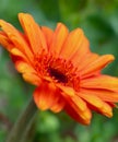 Bright orange-red flower close up Royalty Free Stock Photo