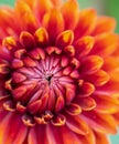Bright orange-red flower close up Royalty Free Stock Photo