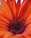 Bright orange-red flower close up Royalty Free Stock Photo