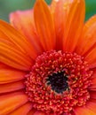 Bright orange-red flower close up Royalty Free Stock Photo
