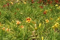 Bright orange and red flowers of daylilies Royalty Free Stock Photo