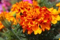 Bright Orange and Red French Marigold.