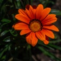 Bright orange red gazania flower with yellow center with green leaves grows on flower bed in summer in the garden Royalty Free Stock Photo