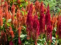 Bright orange and red Pampas Plumes Cockscomb or Celosia Plumosa Flowers in garden.