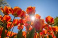 Bright orange and red tulips against blue sky and sunlight background. Colorful spring composition Royalty Free Stock Photo