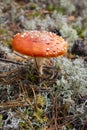 Bright orange or red wild poisonous, psychoactive and medicinal Fly Agaric mushroom on blue moss, Amanita muscaria, growing among Royalty Free Stock Photo