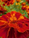 Single Tagetes marigold flower on blurry background Royalty Free Stock Photo