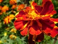 Single Tagetes marigold flower on blurry background Royalty Free Stock Photo
