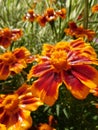 Tagetes marigold flower, petals are wet from rainwater Royalty Free Stock Photo