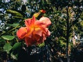 Bright orange roses in the light of a sunny morning. Royalty Free Stock Photo