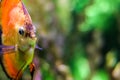 Bright orange round fish side view in the ocean. Blurred colorful background of the underwater world. Flora and fauna of the ocean