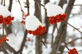 Bright orange Rowan ash hanging in clusters on branches covered Royalty Free Stock Photo