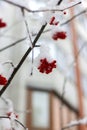 Bright orange Rowan ash hanging in clusters on branches covered with a snow Royalty Free Stock Photo