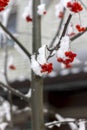 Bright orange Rowan ash hanging in clusters on branches covered with a snow Royalty Free Stock Photo