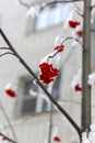 Bright orange Rowan ash hanging in clusters on branches covered with a snow Royalty Free Stock Photo