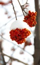 Bright orange Rowan ash hanging in clusters on branches covered Royalty Free Stock Photo