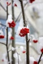 Bright orange Rowan ash hanging in clusters on branches covered with a snow Royalty Free Stock Photo