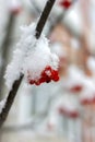 Bright orange Rowan ash hanging in clusters on branches covered with a snow Royalty Free Stock Photo