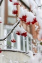 Bright orange Rowan ash hanging in clusters on branches covered with a snow Royalty Free Stock Photo