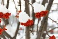 Bright orange Rowan ash hanging in clusters on branches covered Royalty Free Stock Photo