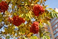 Bright orange rowan berries on branches. Autumn series Royalty Free Stock Photo