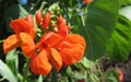 A bright orange runner bean flower Royalty Free Stock Photo