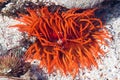 Bright orange sea anemone Royalty Free Stock Photo