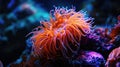 A bright orange sea anemone pulses with an intense neon glow attracting ping fish with its mesmerizing colors Royalty Free Stock Photo