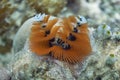 A bright orange sea worm with a white tip opened on the hard coral Royalty Free Stock Photo