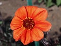 Bright Orange Single Dahlia In Bloom