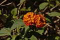 Bright orange Spanish flag flowers - Lantana camara Royalty Free Stock Photo