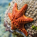 Bright orange starfish, *Protoreaster nodosus*, rests on a rock covered in small Royalty Free Stock Photo