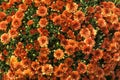Bright orange summer floral background of spray chrysanthemum Royalty Free Stock Photo
