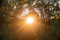 Bright orange sun shines through the trees in the forest. Beautiful view of the summer sunset. Nature. Royalty Free Stock Photo