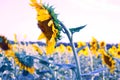 Bright orange sunflower on the field, beautiful field flower, plant Royalty Free Stock Photo